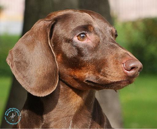Dachshund 9Y426D-052.JPG